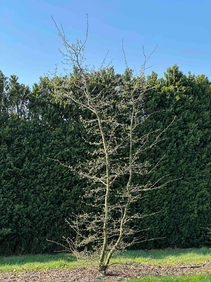 CB TREE #012