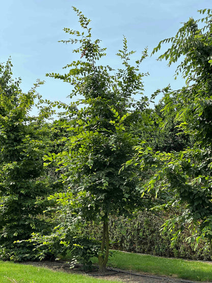 CB TREE #013