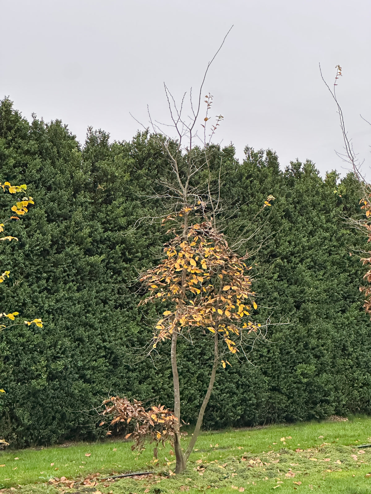 CB TREE #013