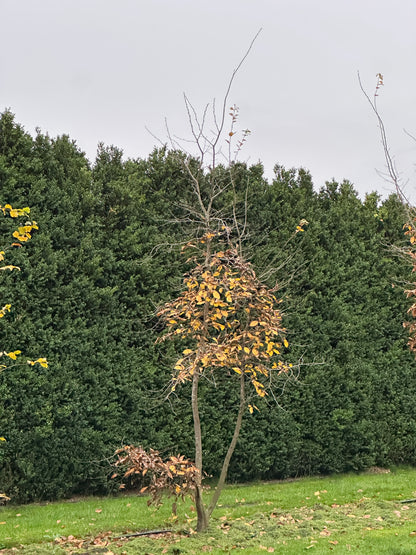 CB TREE #013