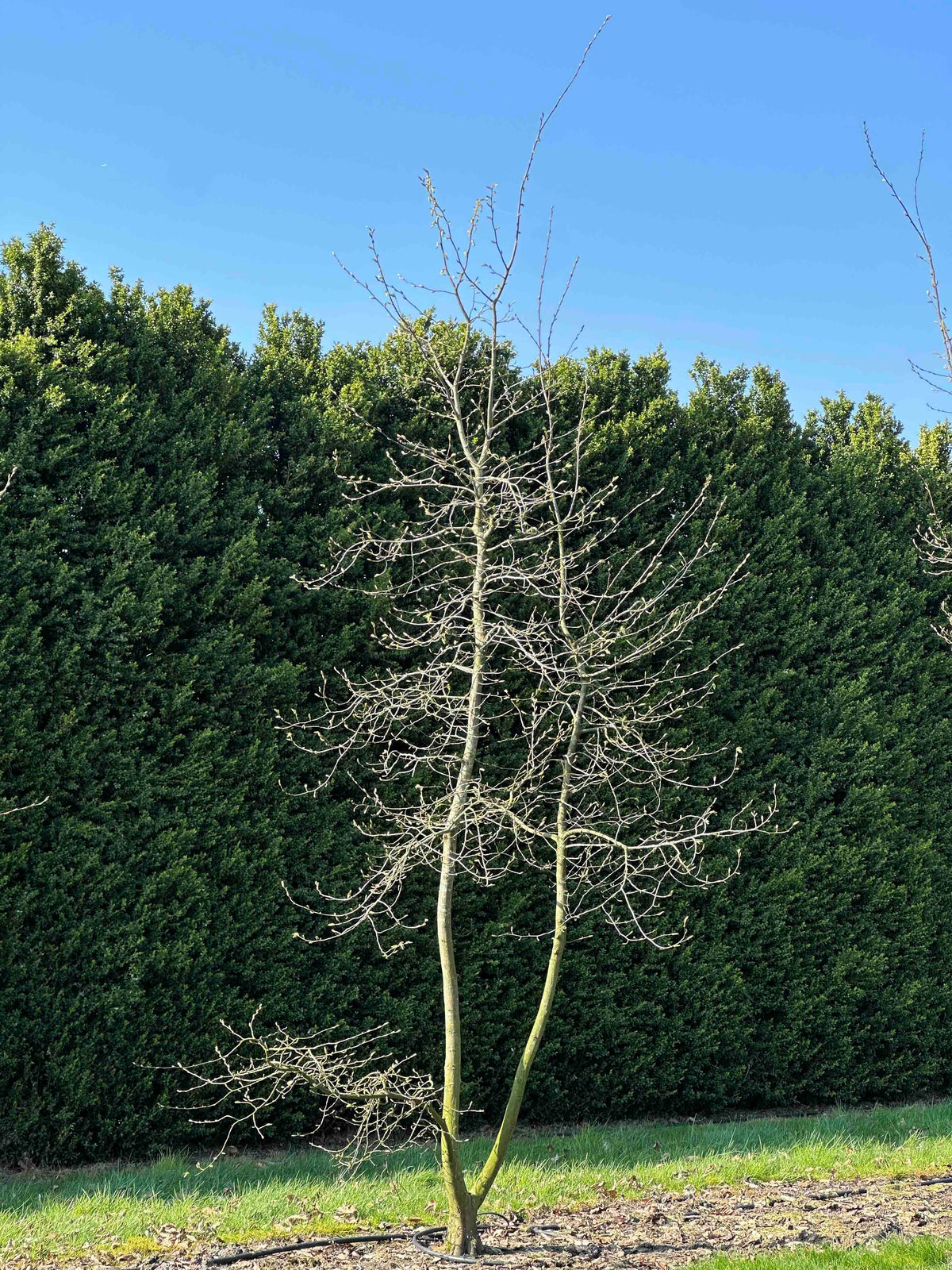 CB TREE #013