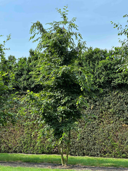 CB TREE #014