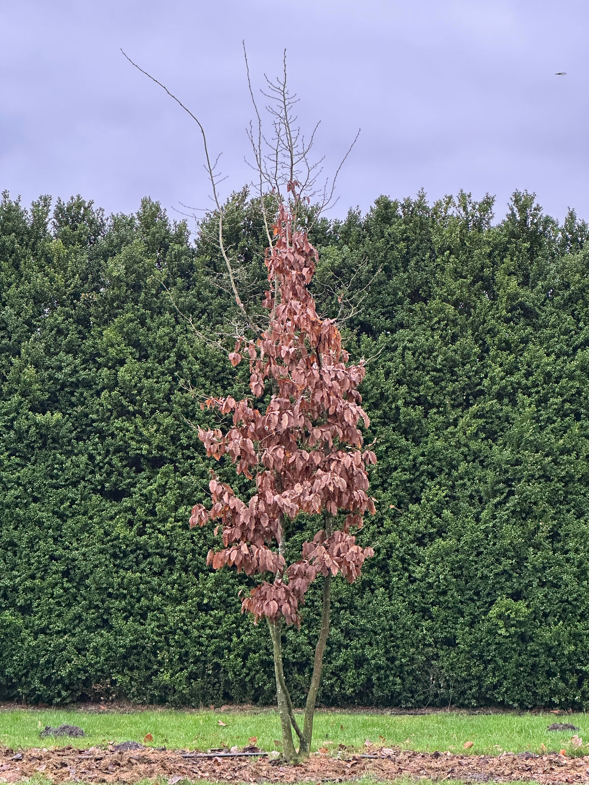 CB TREE #014