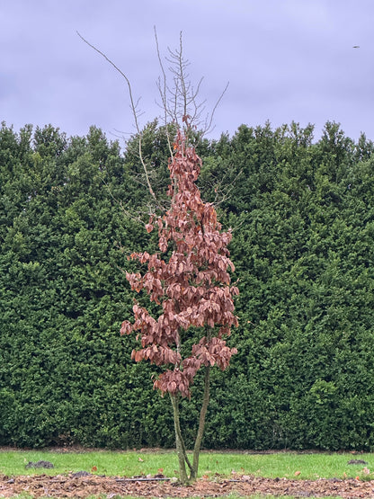 CB TREE #014