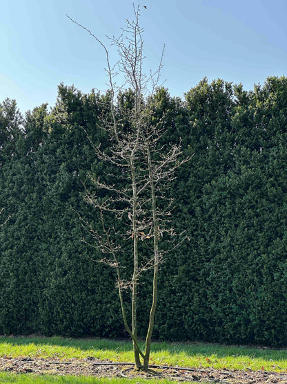 CB TREE #014