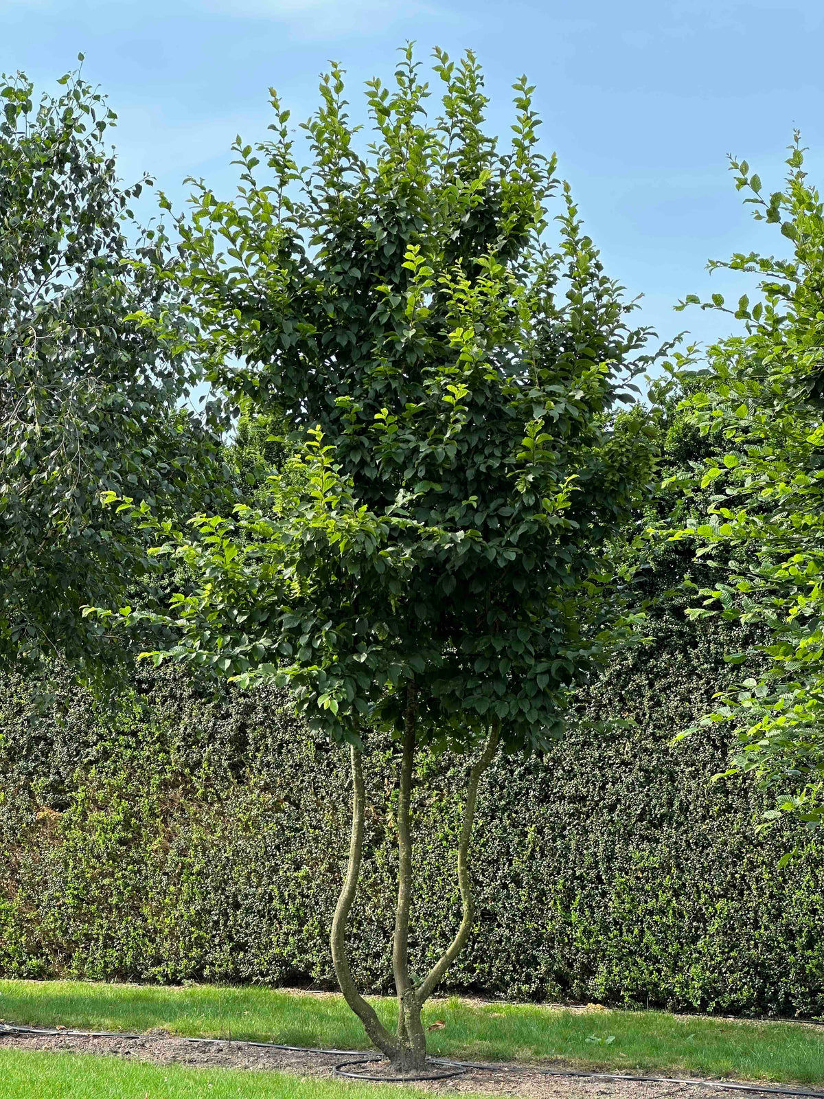 CB TREE #015