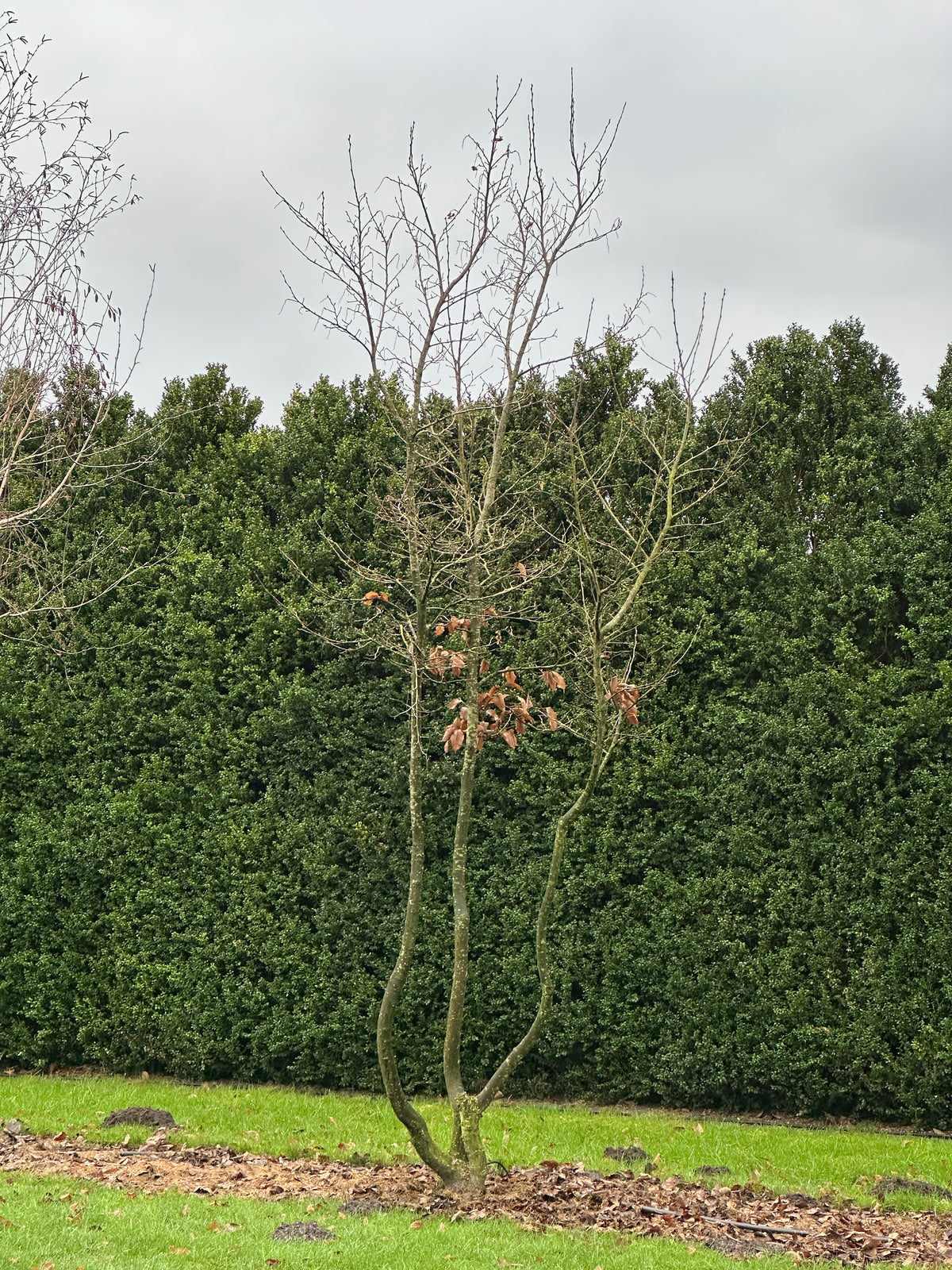 CB TREE #015