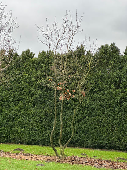 CB TREE #015