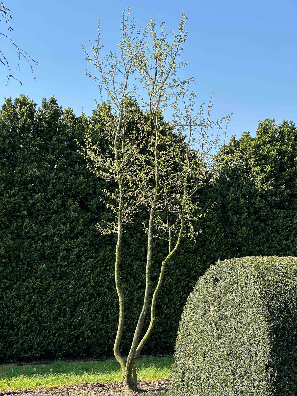 CB TREE #015