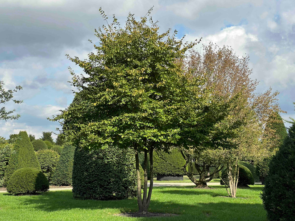 CB TREE #016