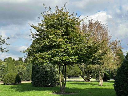 CB TREE #016