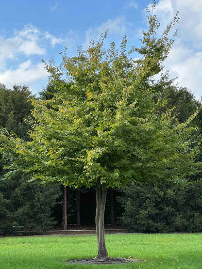 CB TREE #016
