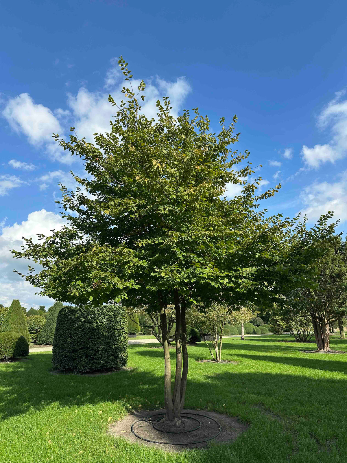 CB TREE #016