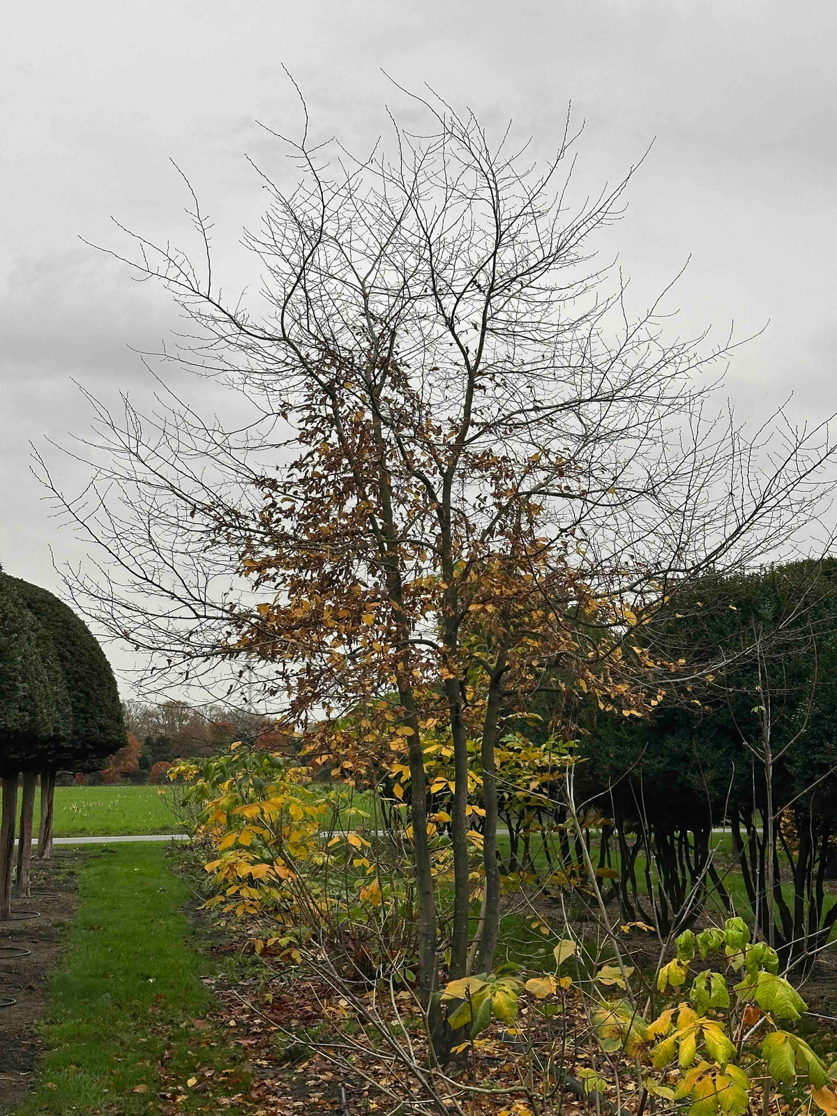 CB TREE #016