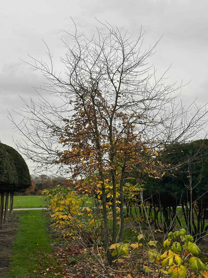 CB TREE #016