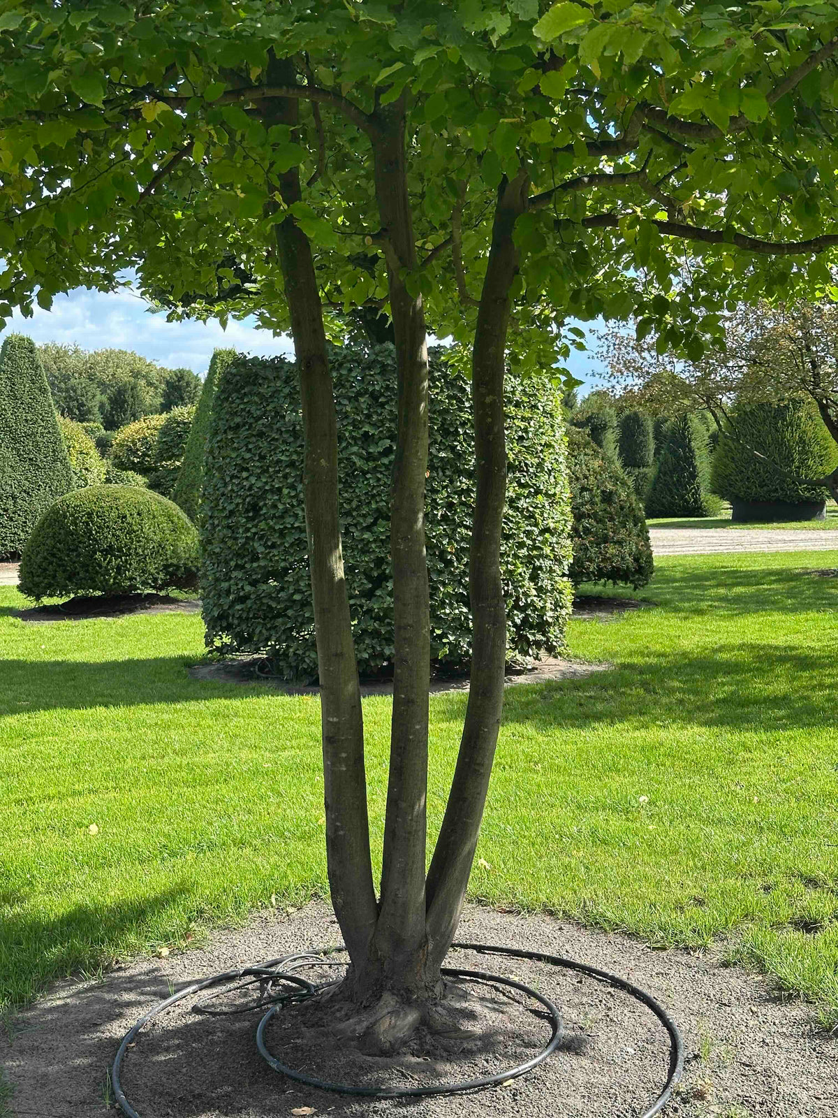 CB TREE #016