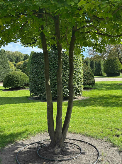 CB TREE #016