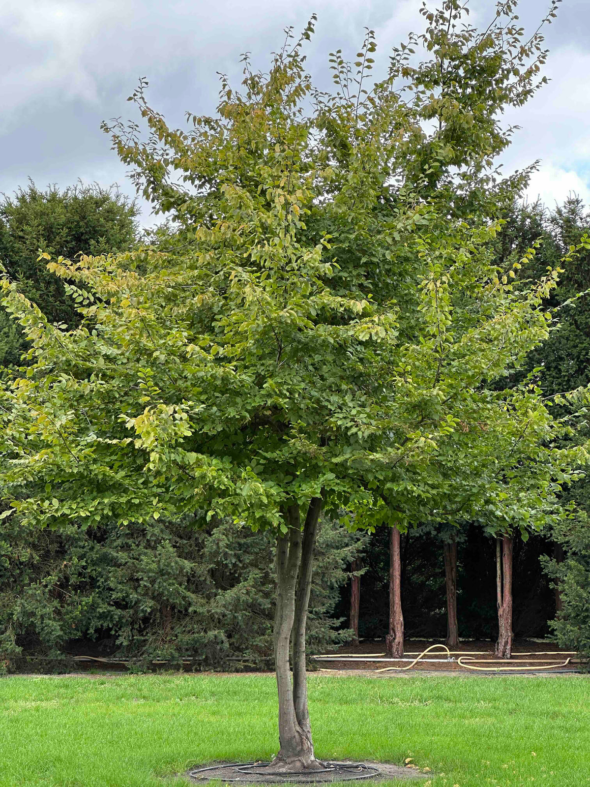 CB TREE #016