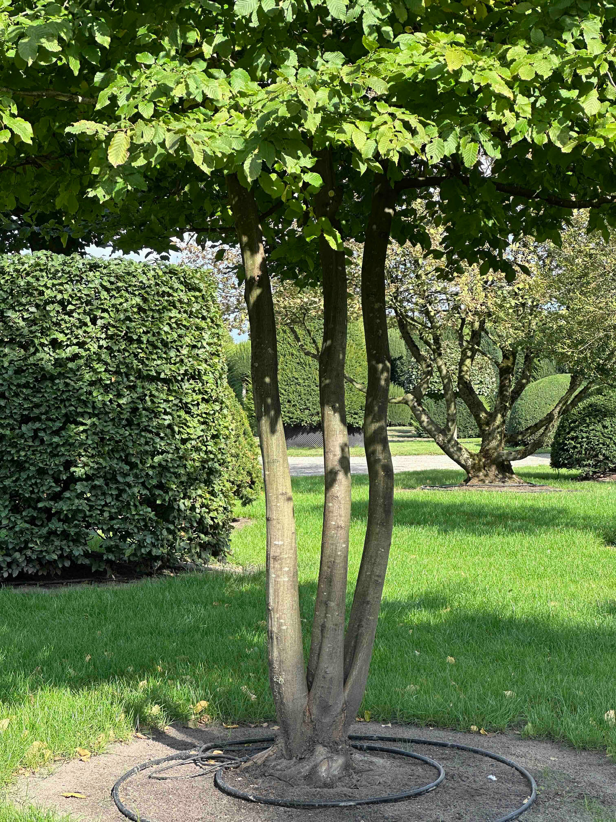 CB TREE #016