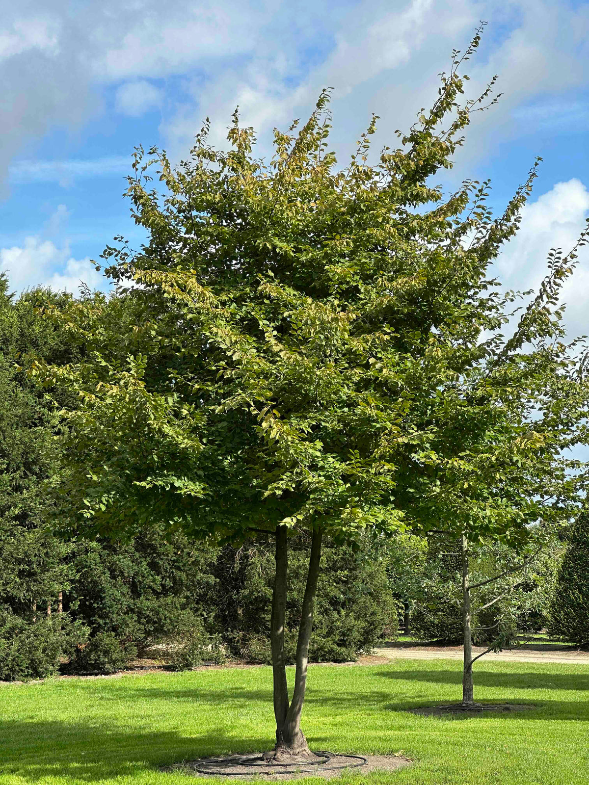 CB TREE #016
