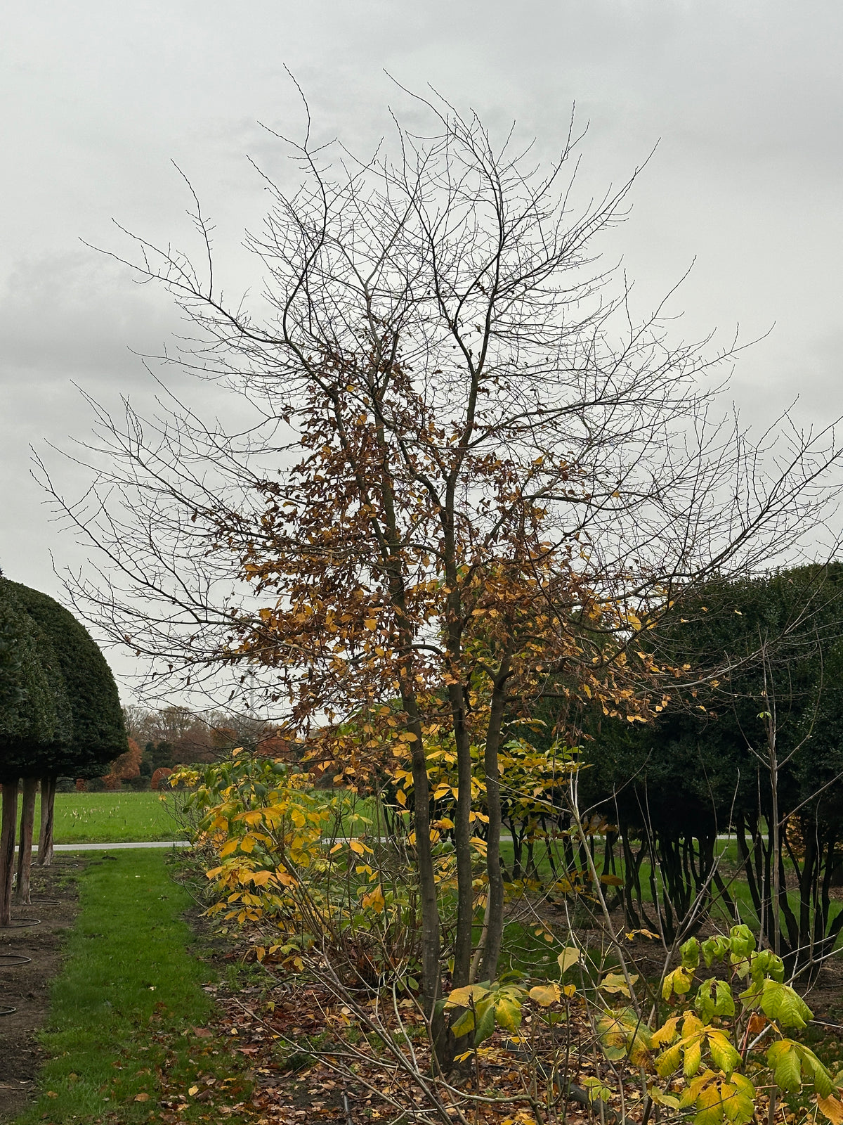 CB TREE #016