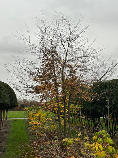 CB TREE #016
