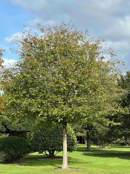 CB TREE #021