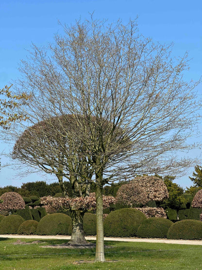 CB TREE #021