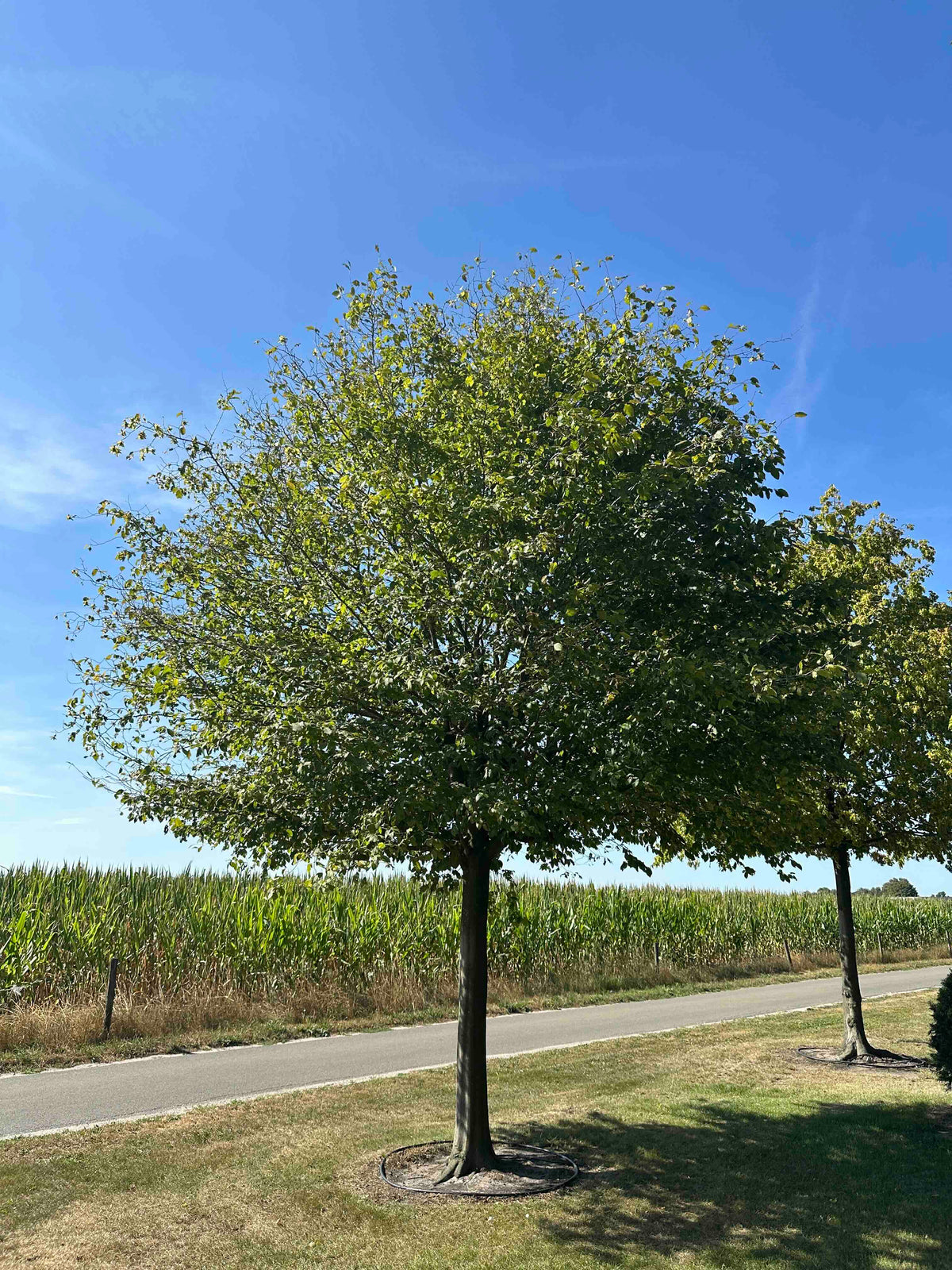 CB TREE #021