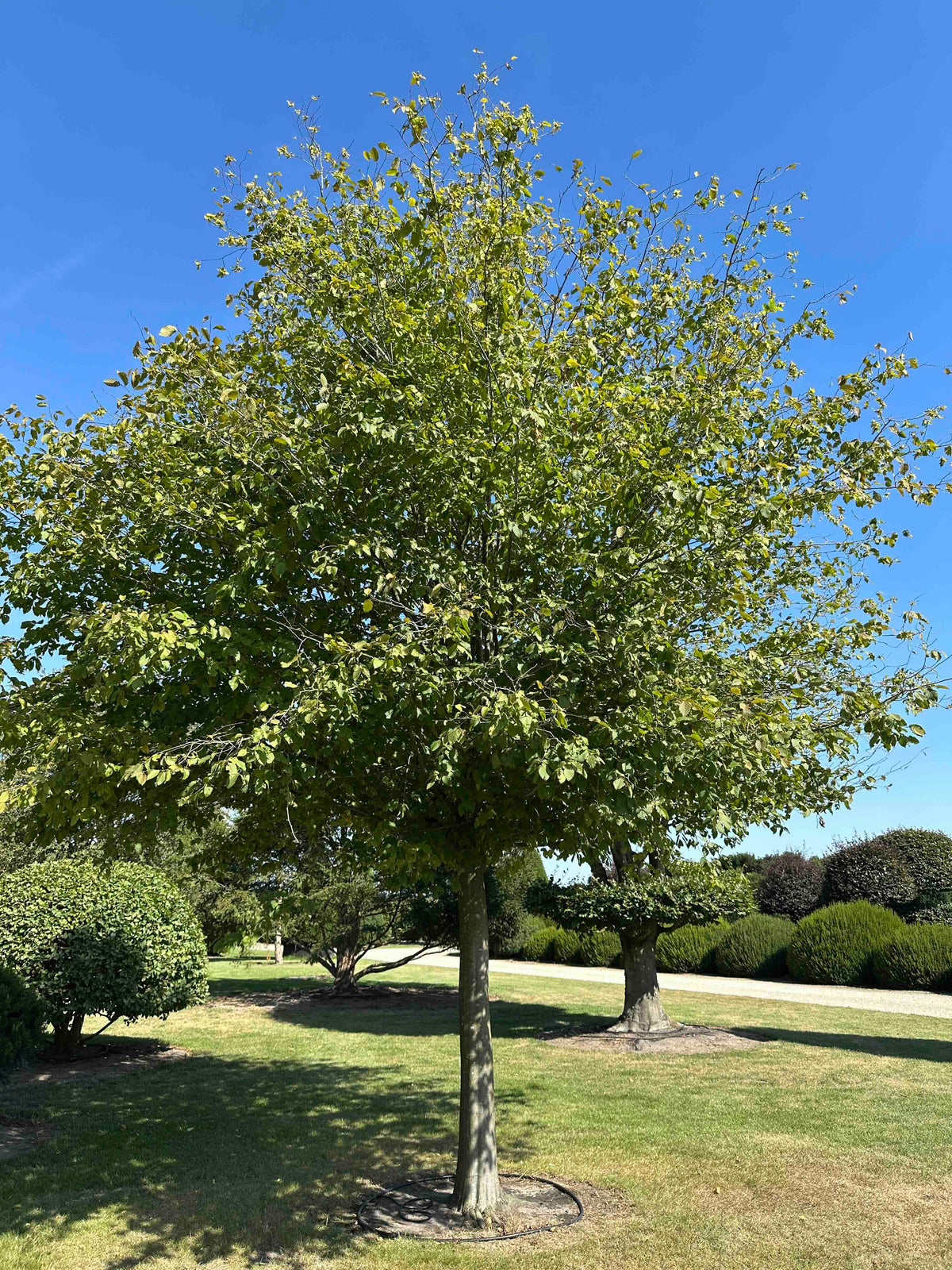 CB TREE #021