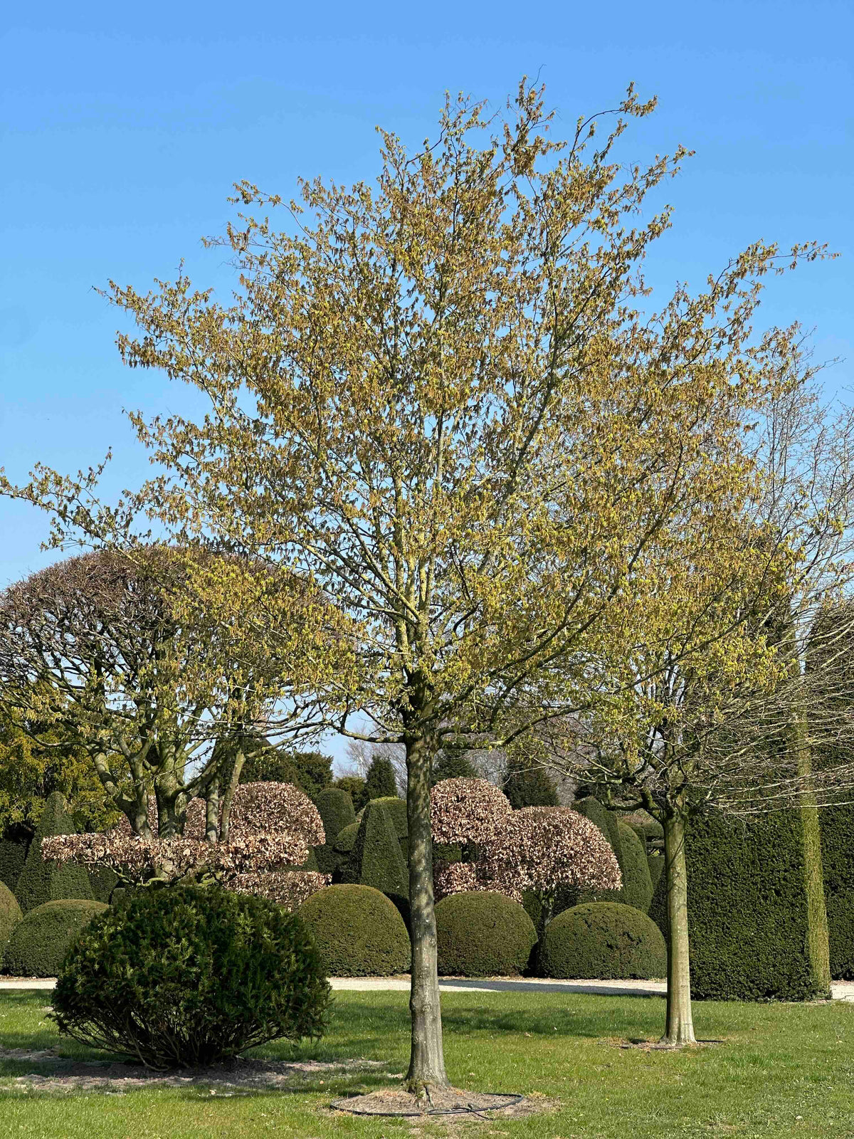 CB TREE #022