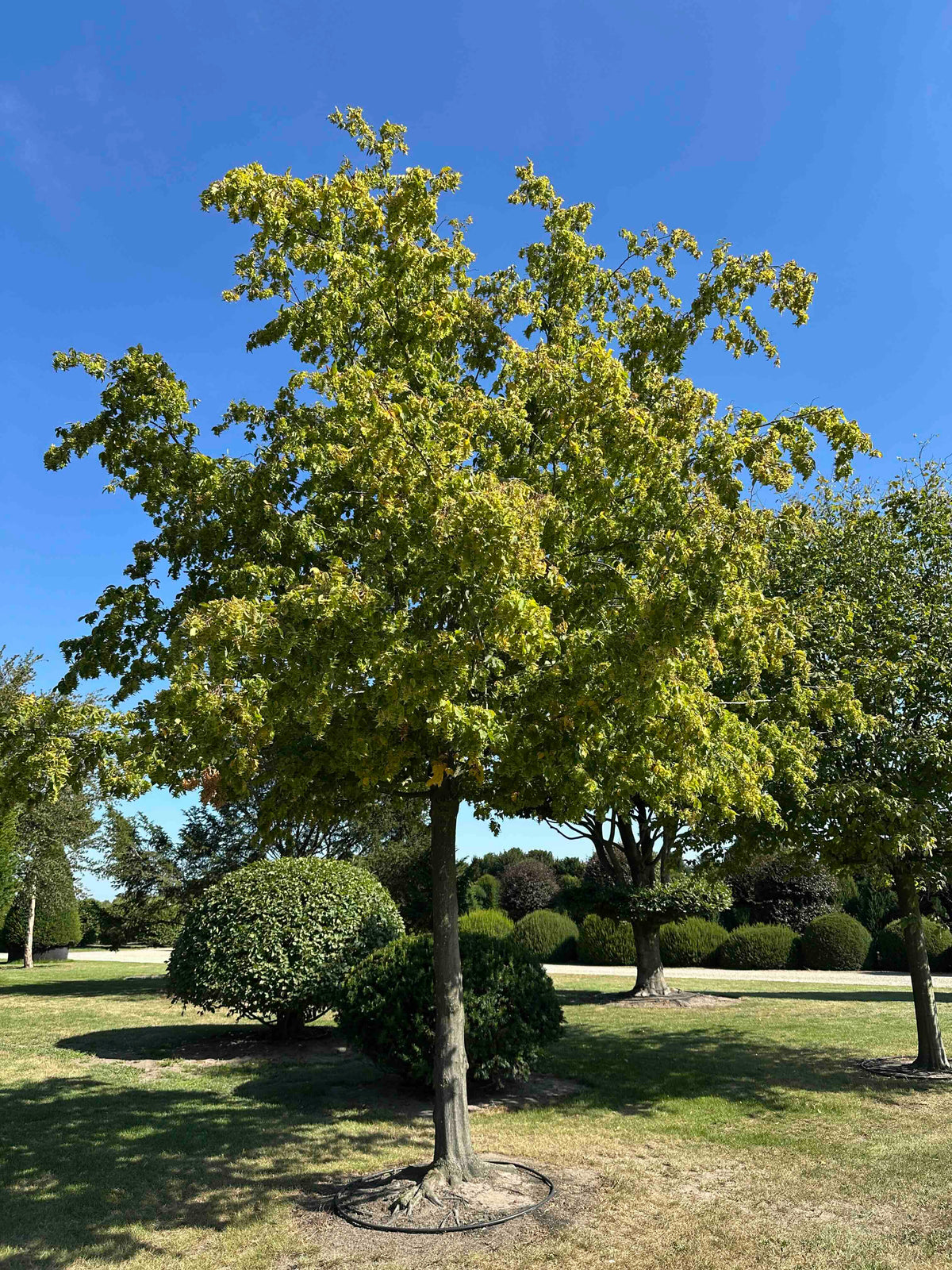 CB TREE #022