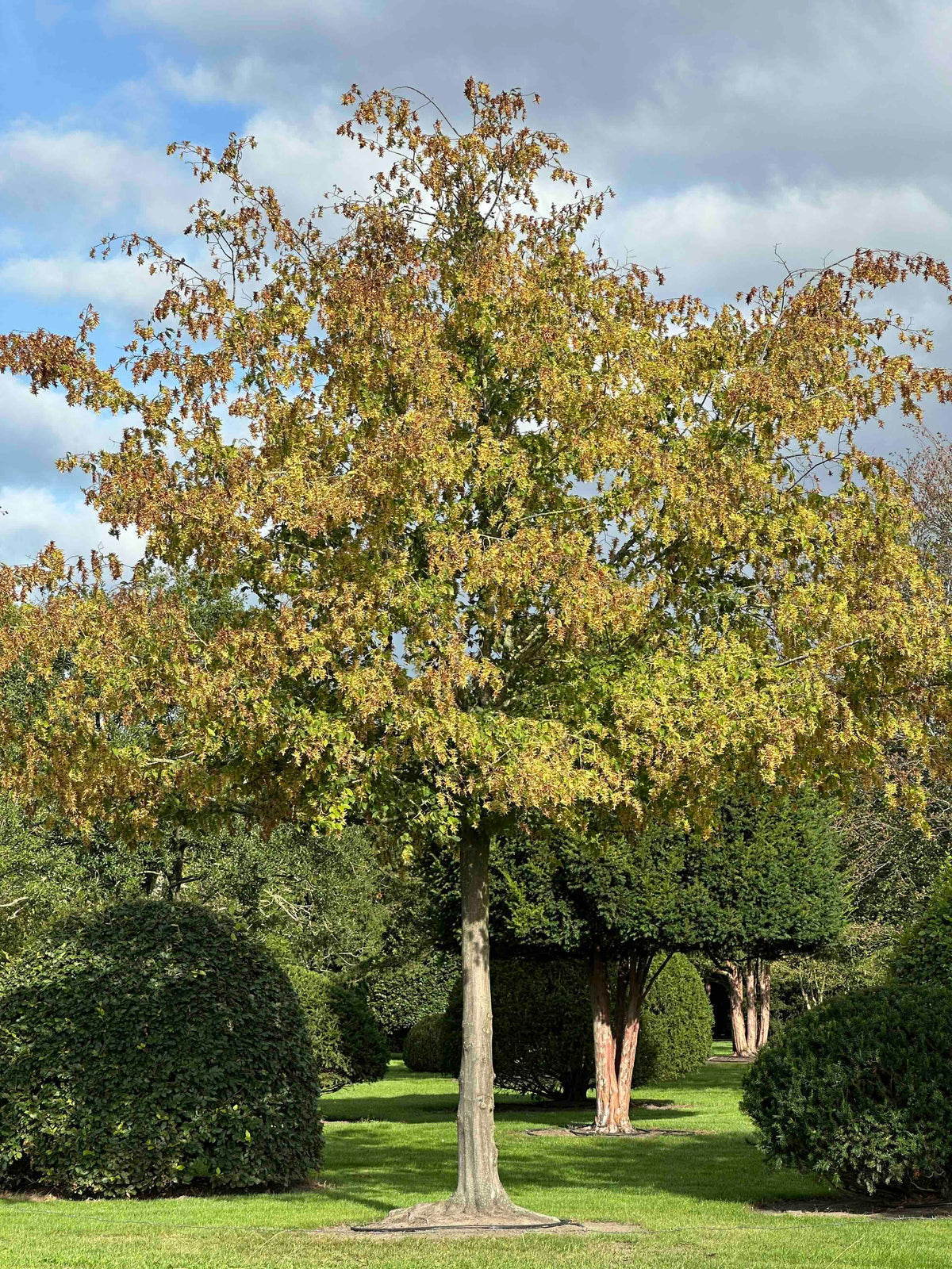 CB TREE #022