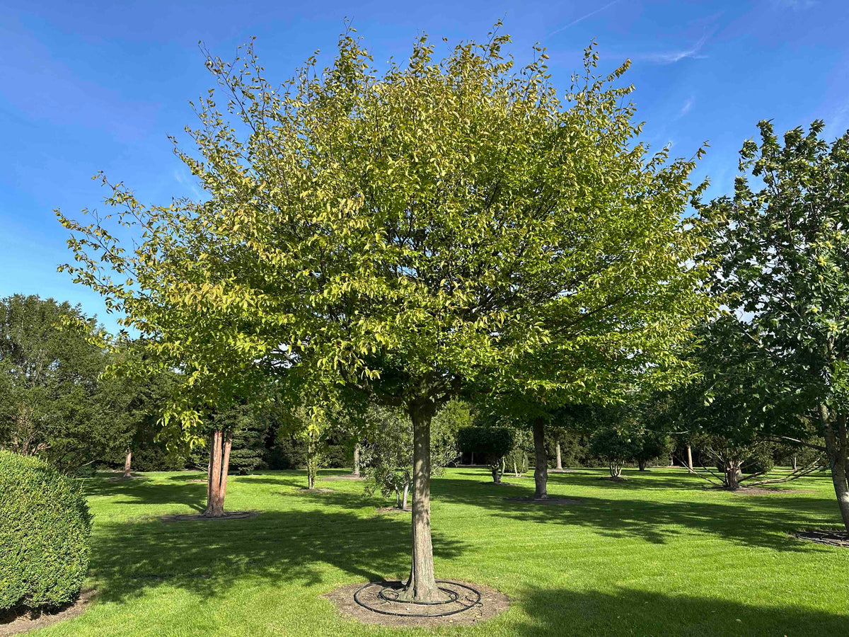 CB TREE #023