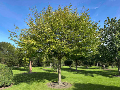 CB TREE #023