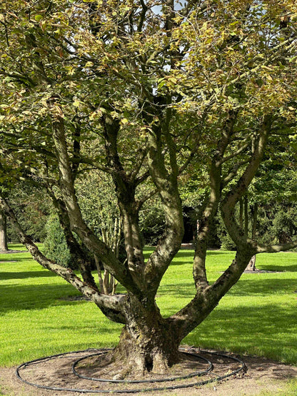 CB TREE #024