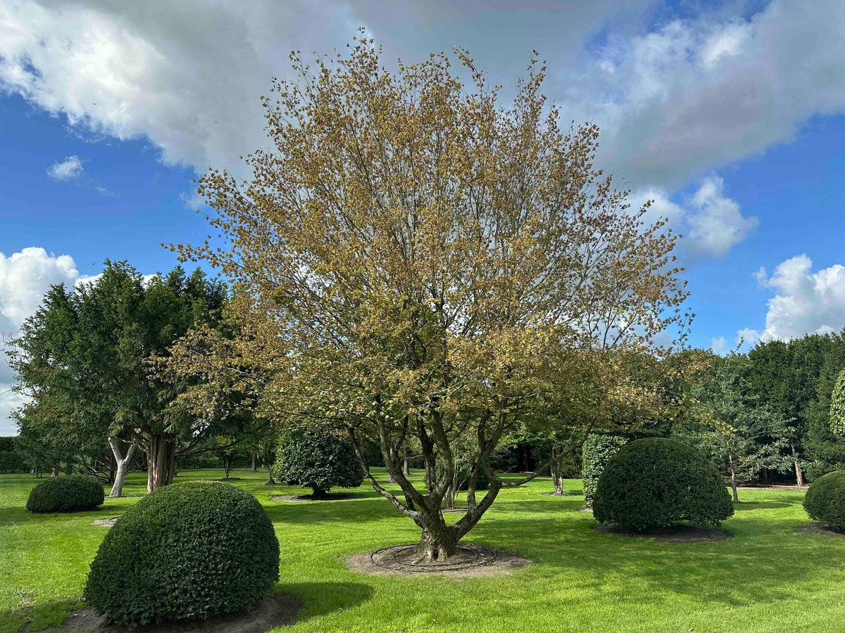 CB TREE #024