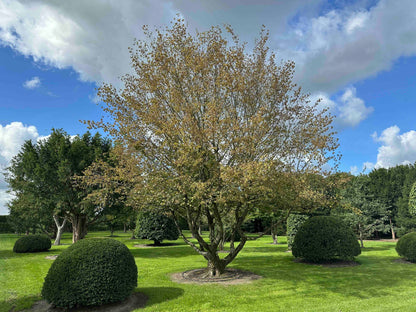 CB TREE #024