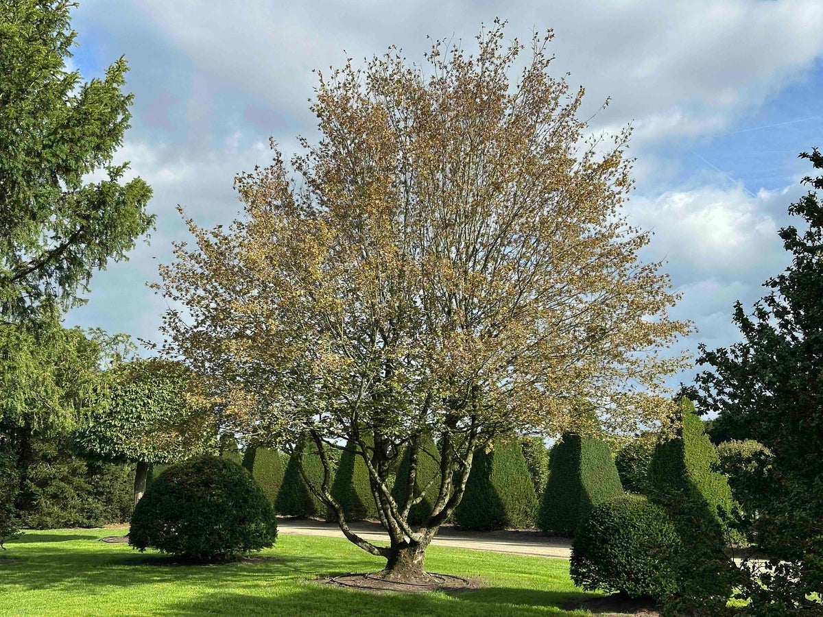 CB TREE #024