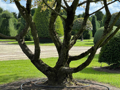 CB TREE #024