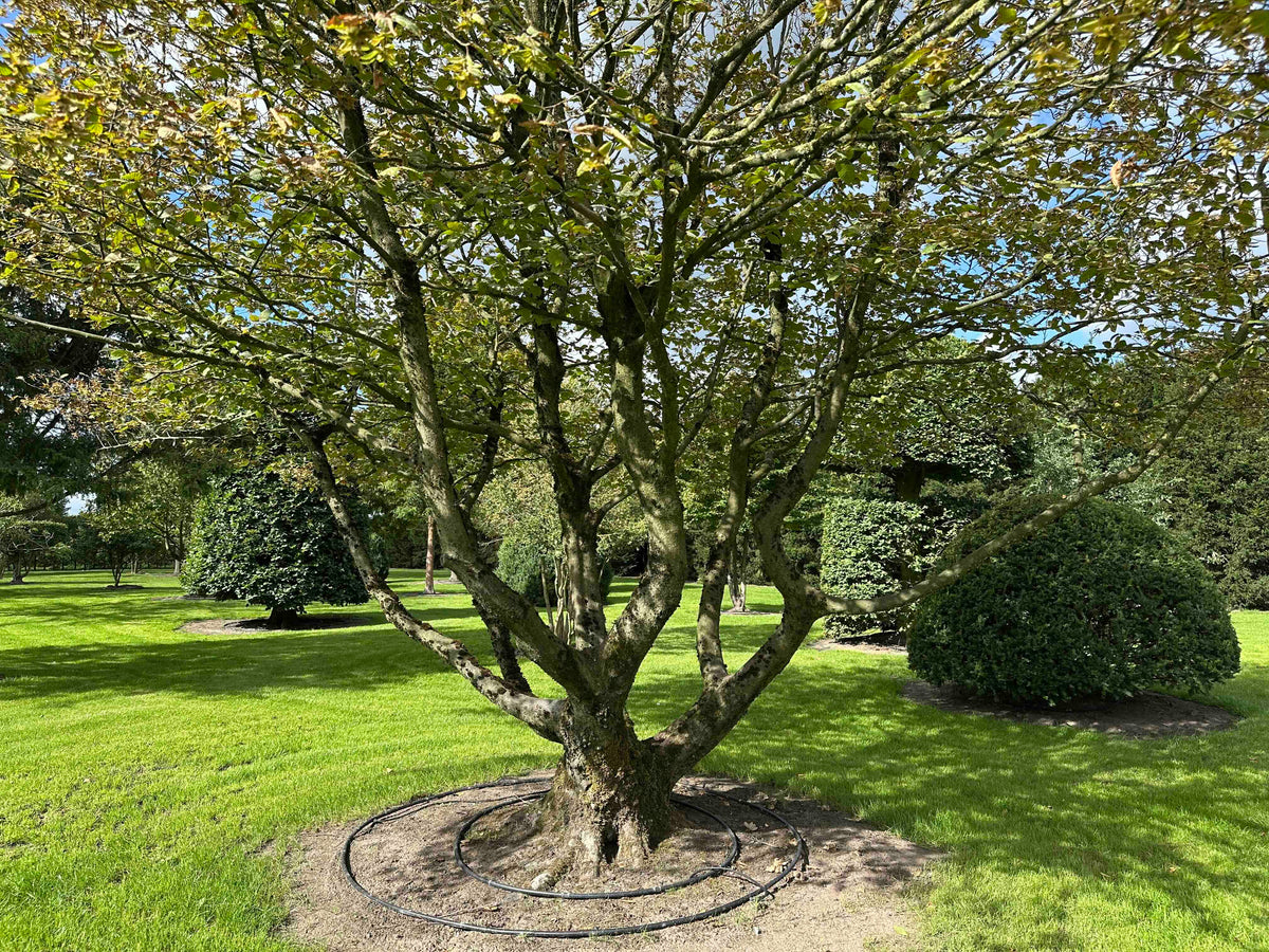 CB TREE #024