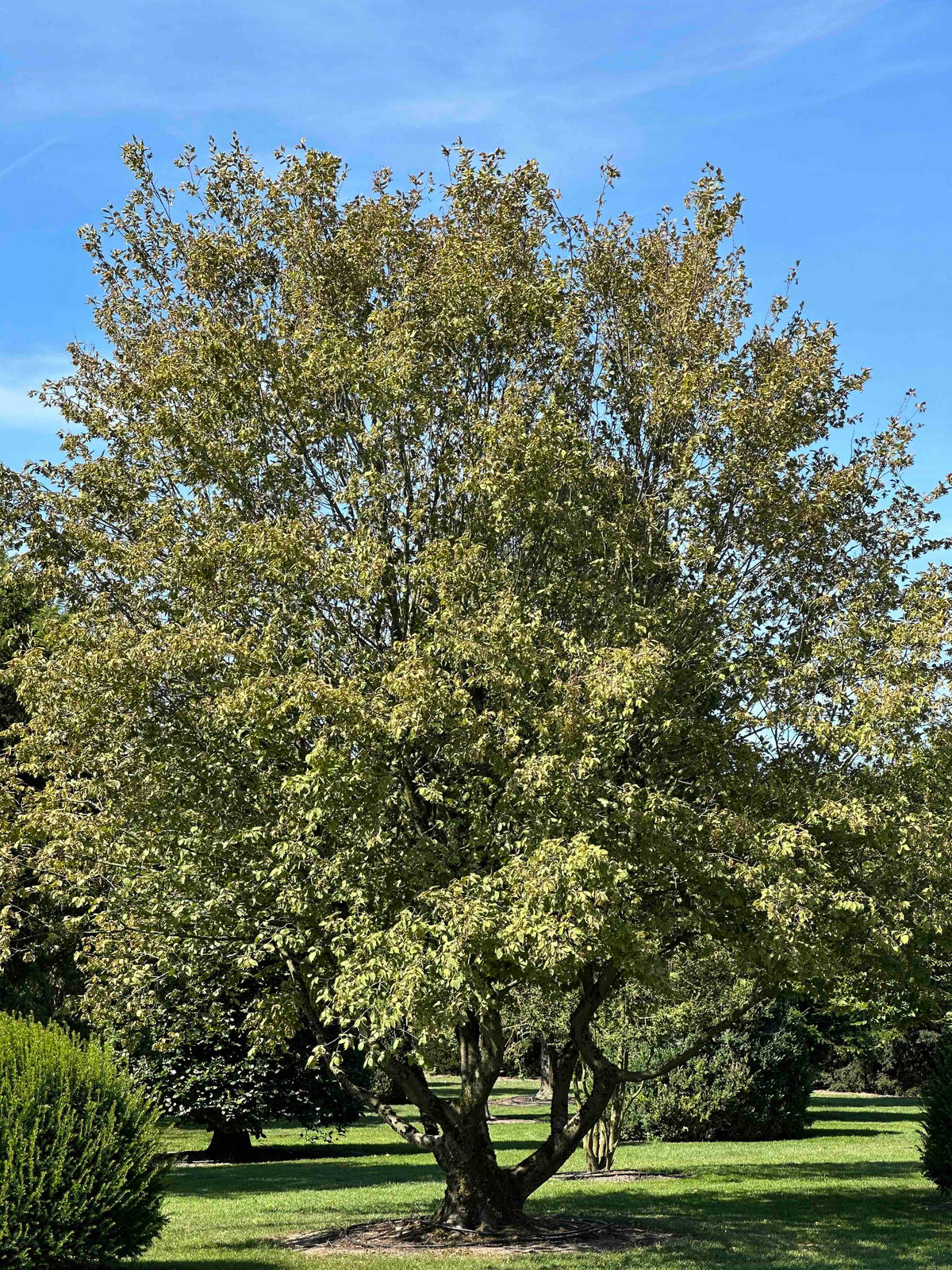 CB TREE #024