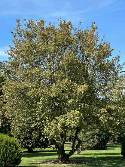 CB TREE #024