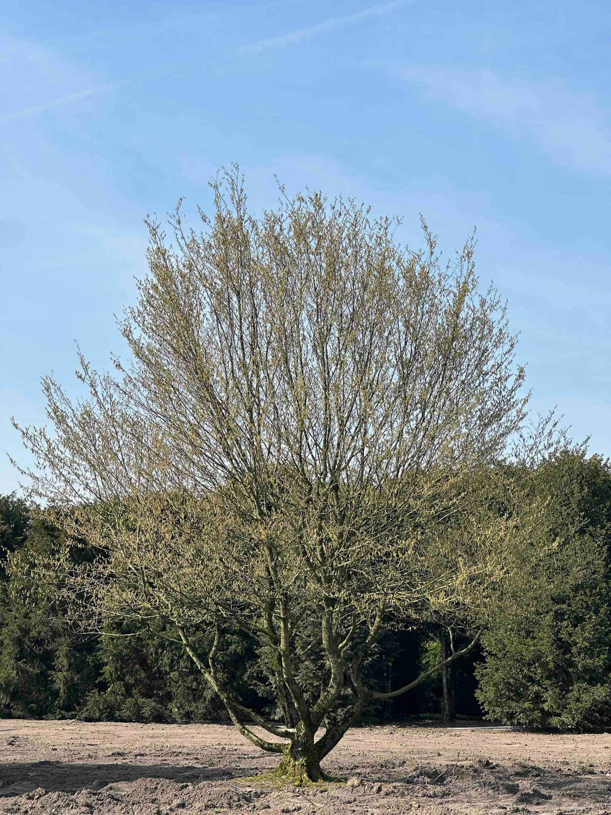 CB TREE #024