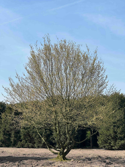 CB TREE #024