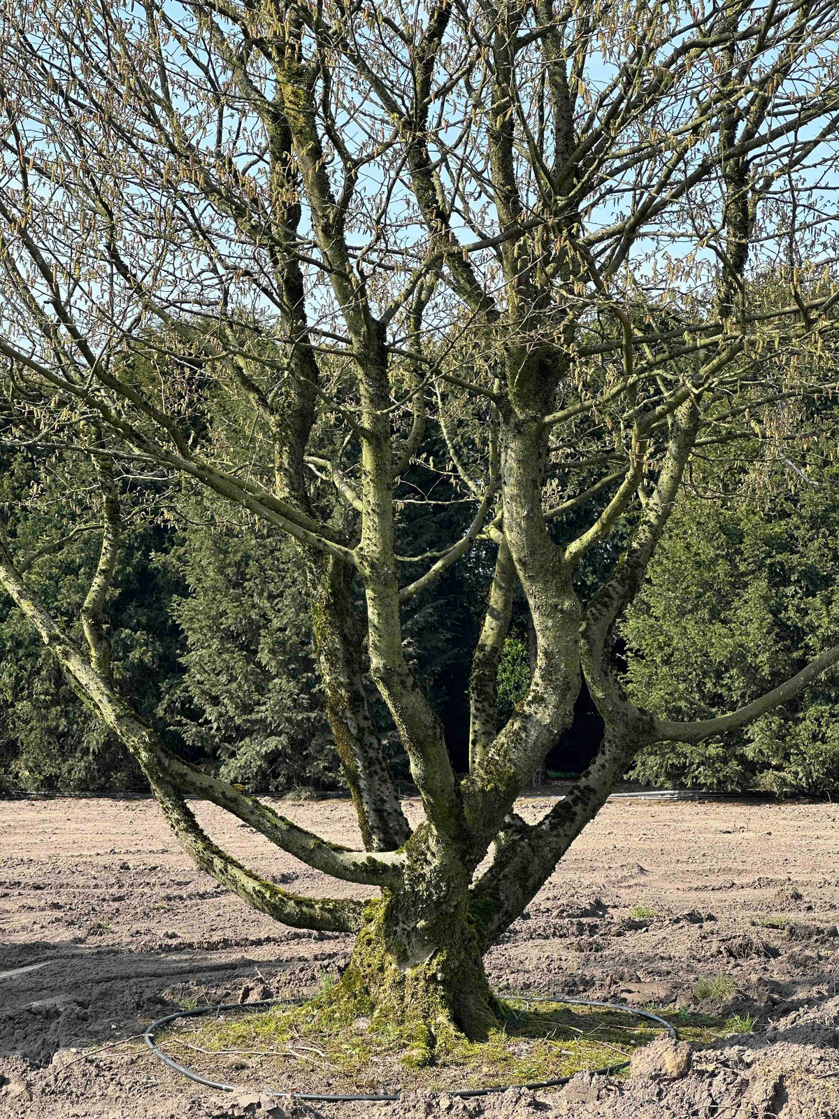 CB TREE #024
