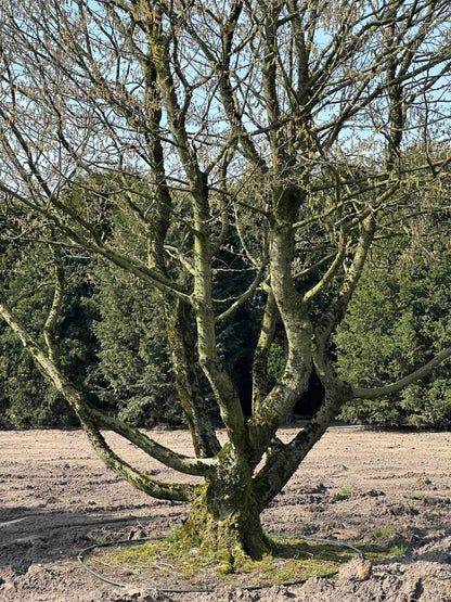 CB TREE #024