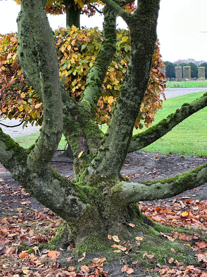 CB TREE #024