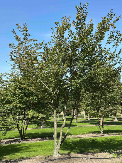 CB TREE #025
