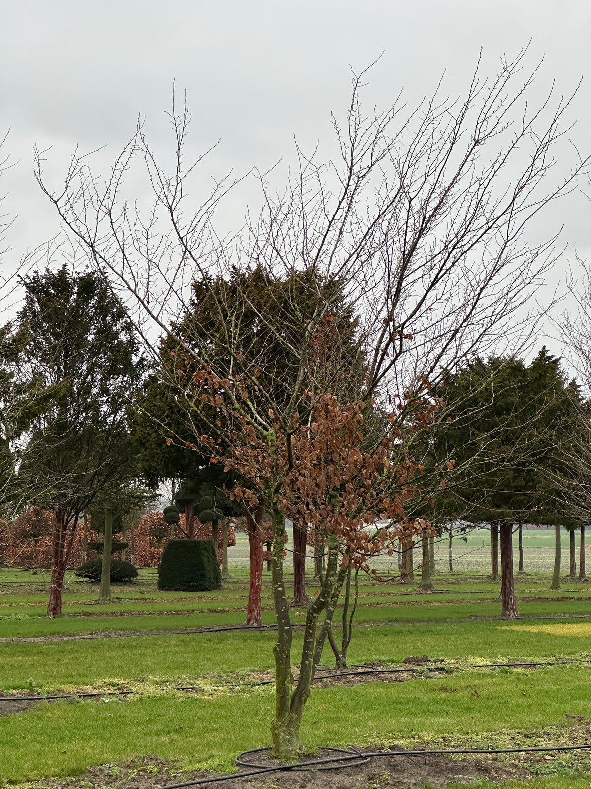 CB TREE #025